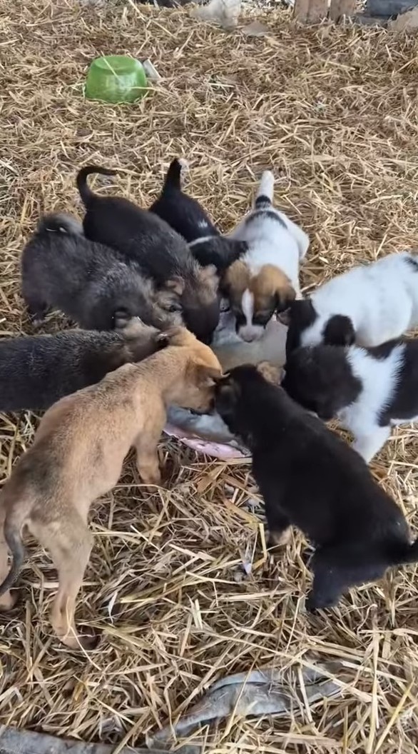 a lot of puppies eating together