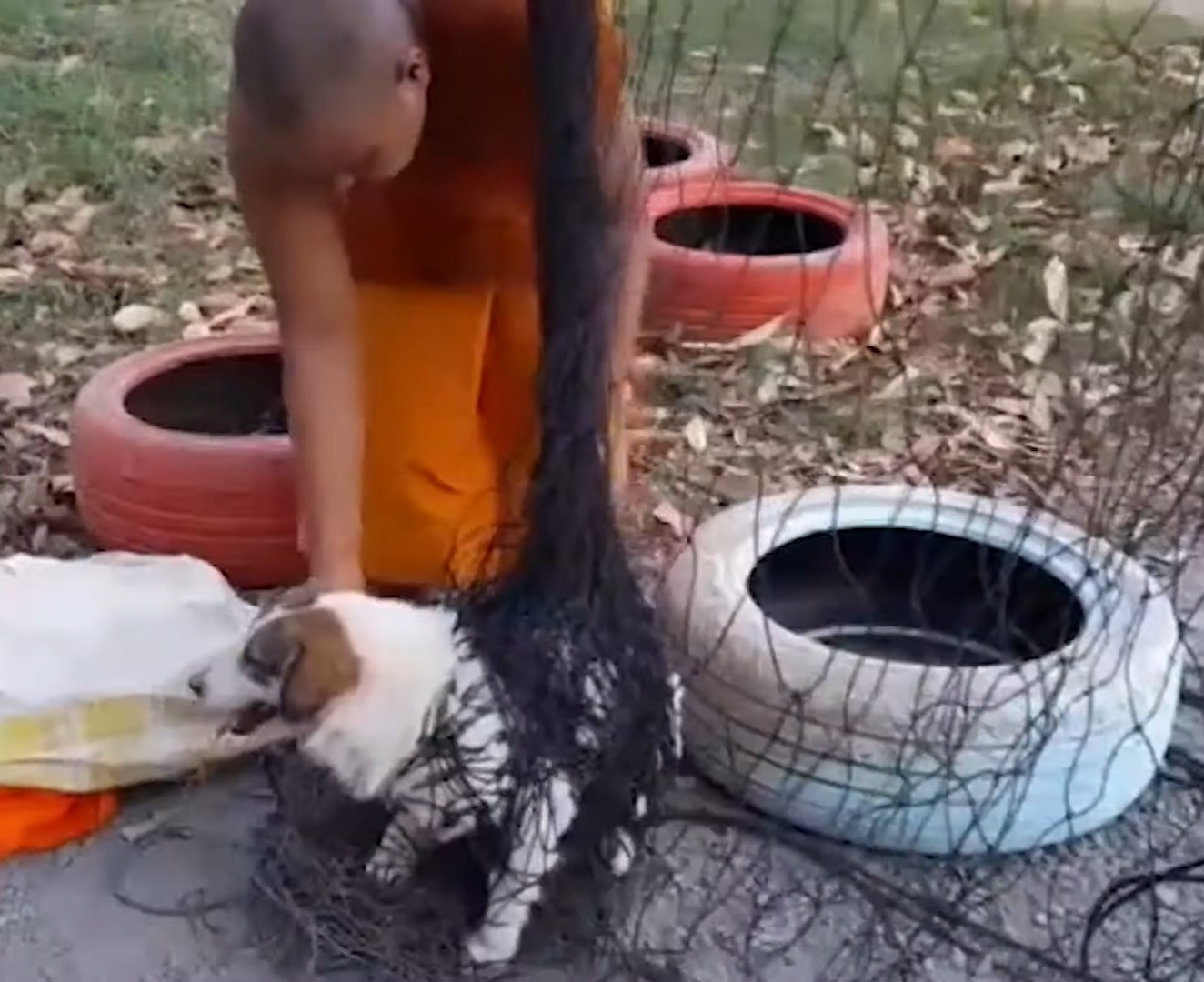 a man helping dog to get from net