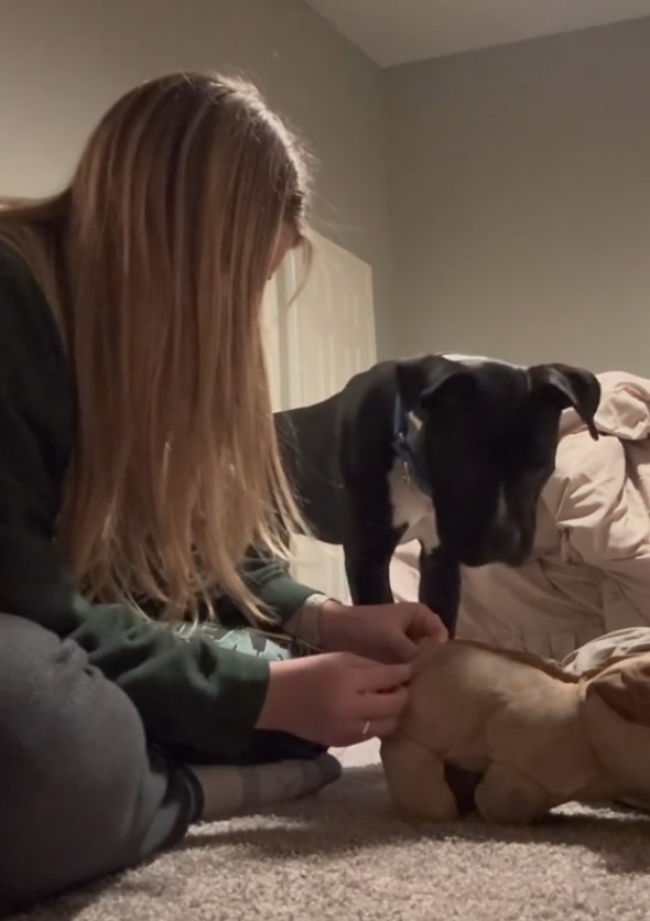 a woman makes a stuffed toy for a dog