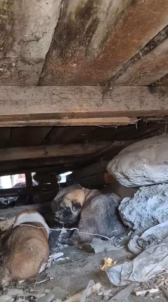 abandoned dog lying under the house