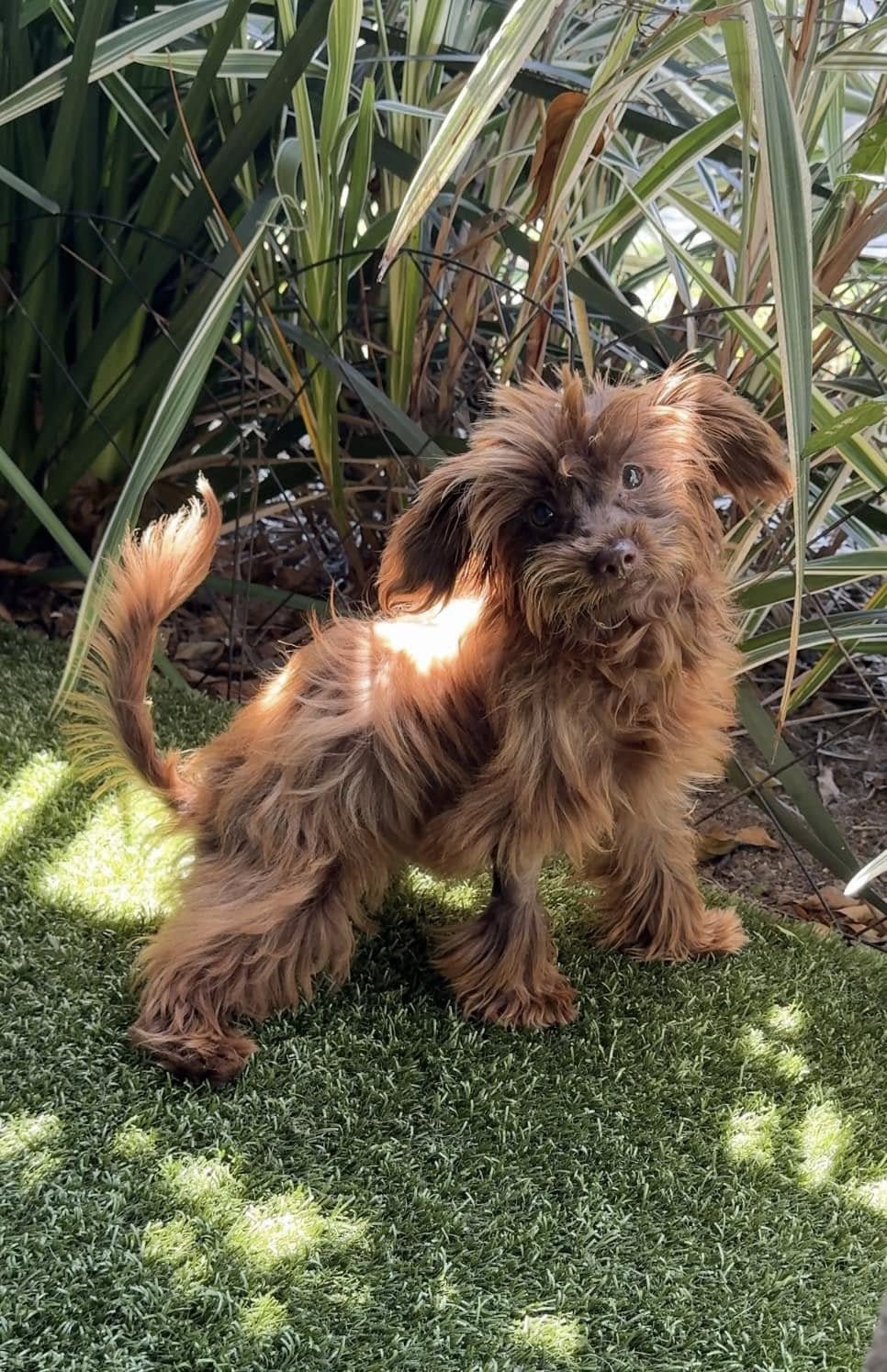 adorable brown dog