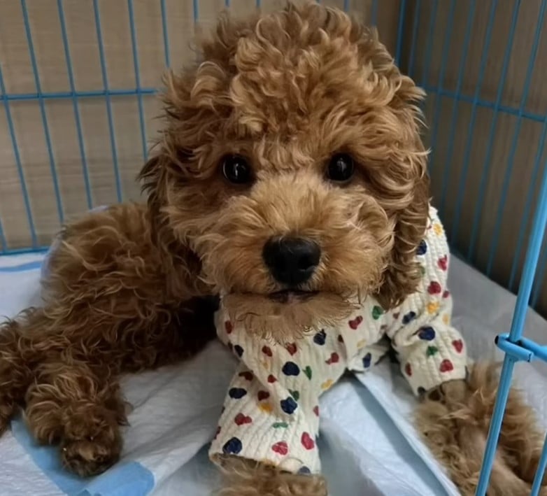 adorable dog wearing a shirt