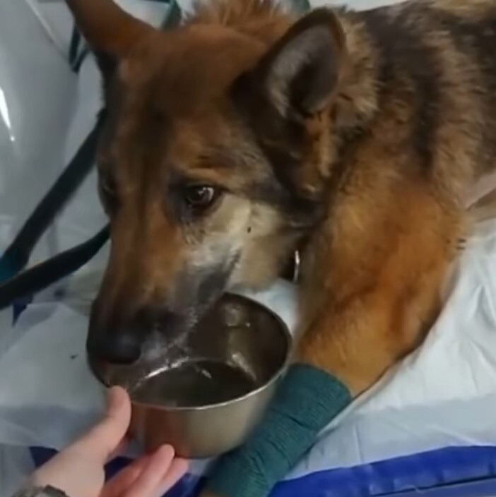 adorable injured dog