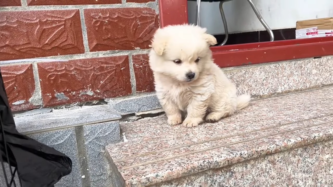 adorable white puppy outdoor