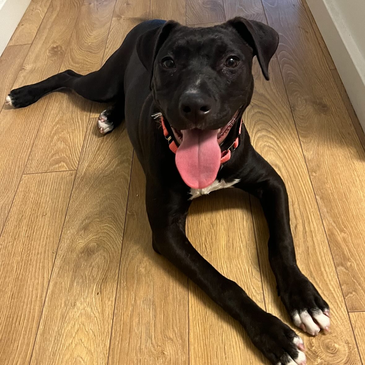 beautiful black dog lying on the laminate