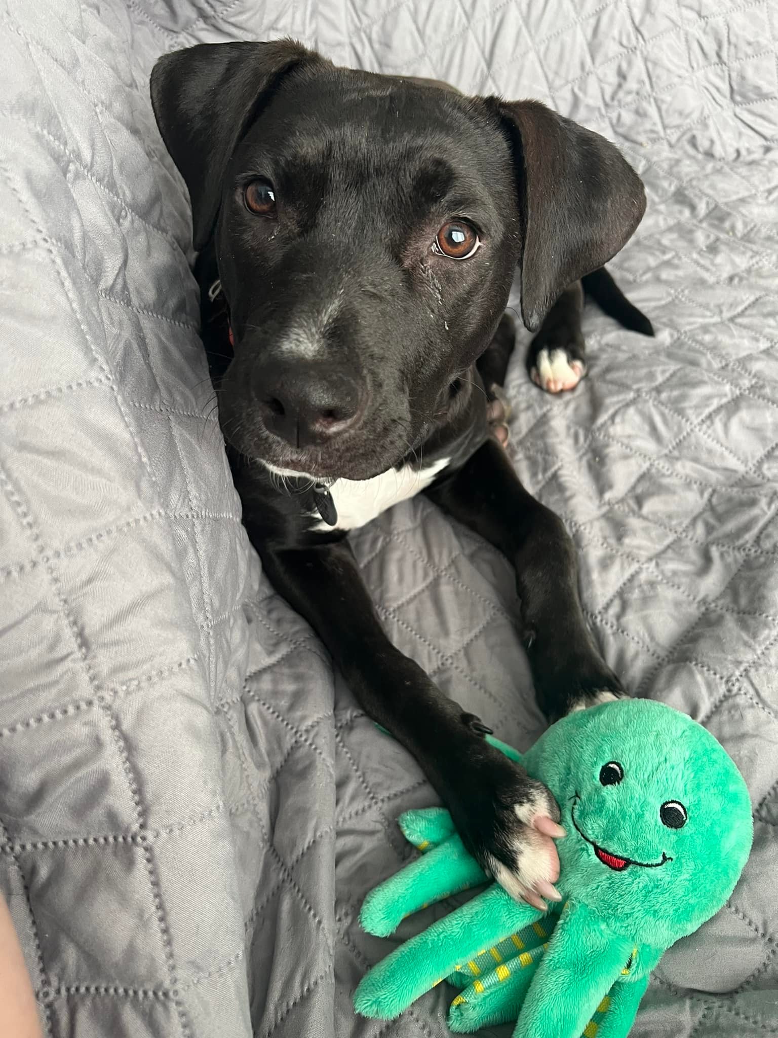 beautiful dog with a toy on a gray mat