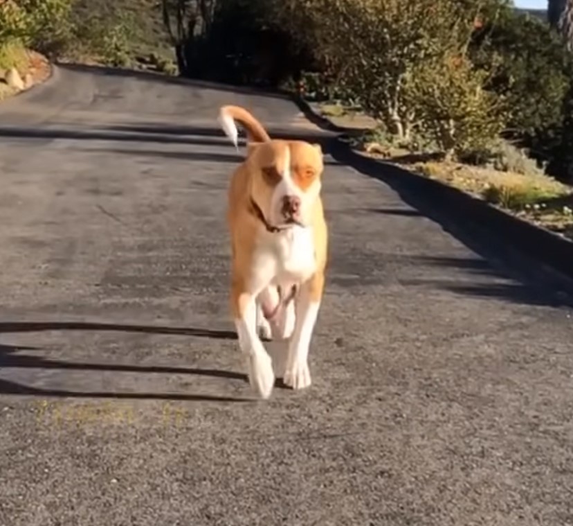 big dog walking on the road