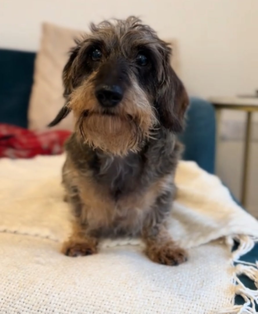 black and brown dog sitting on the bed