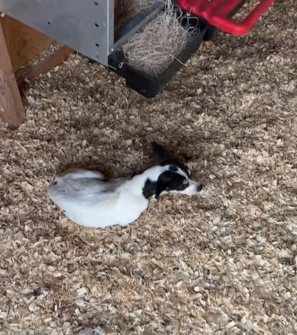 black and white dog lying down