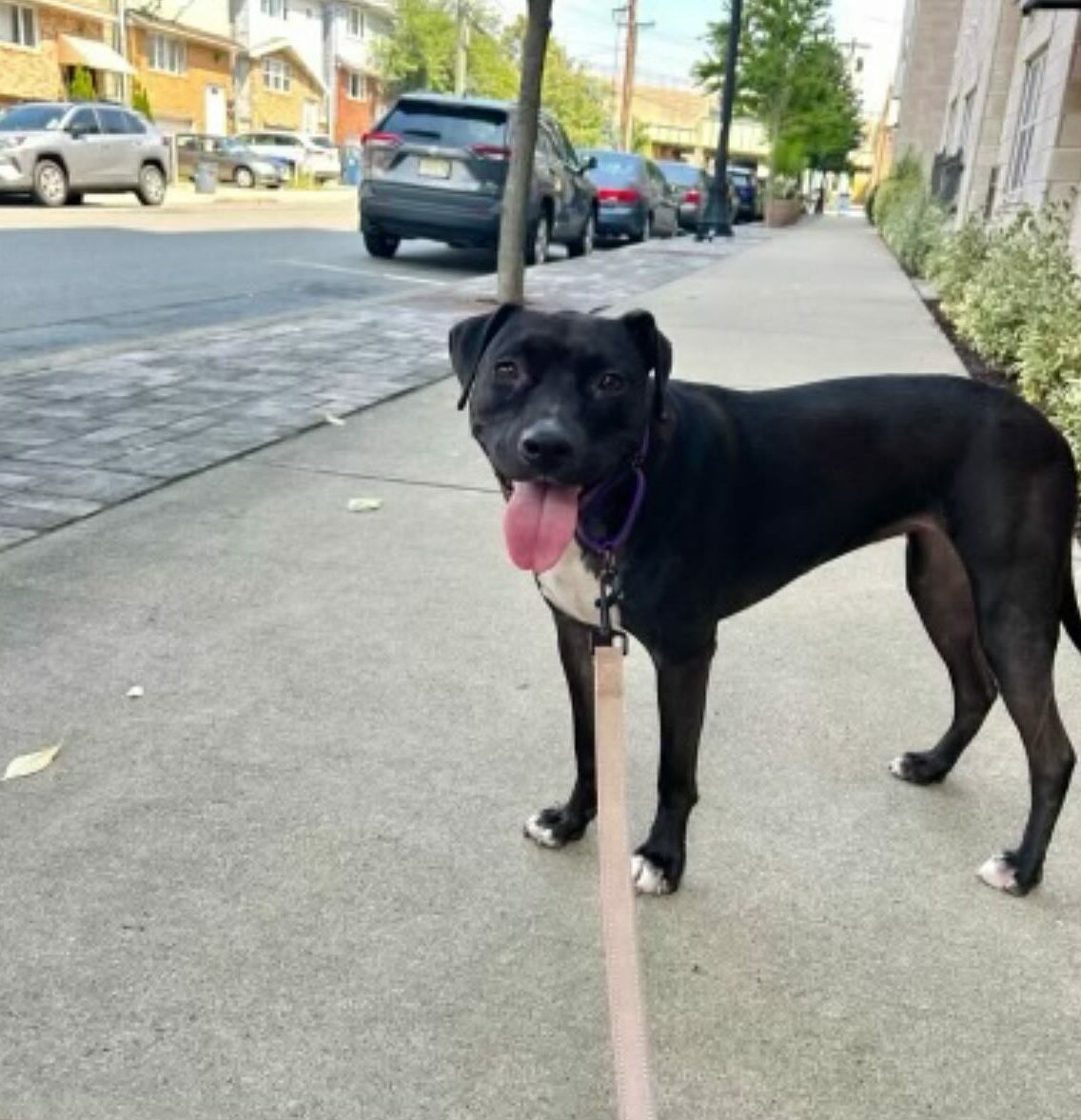 black and white dog on a leash standing on the road with its tongue out