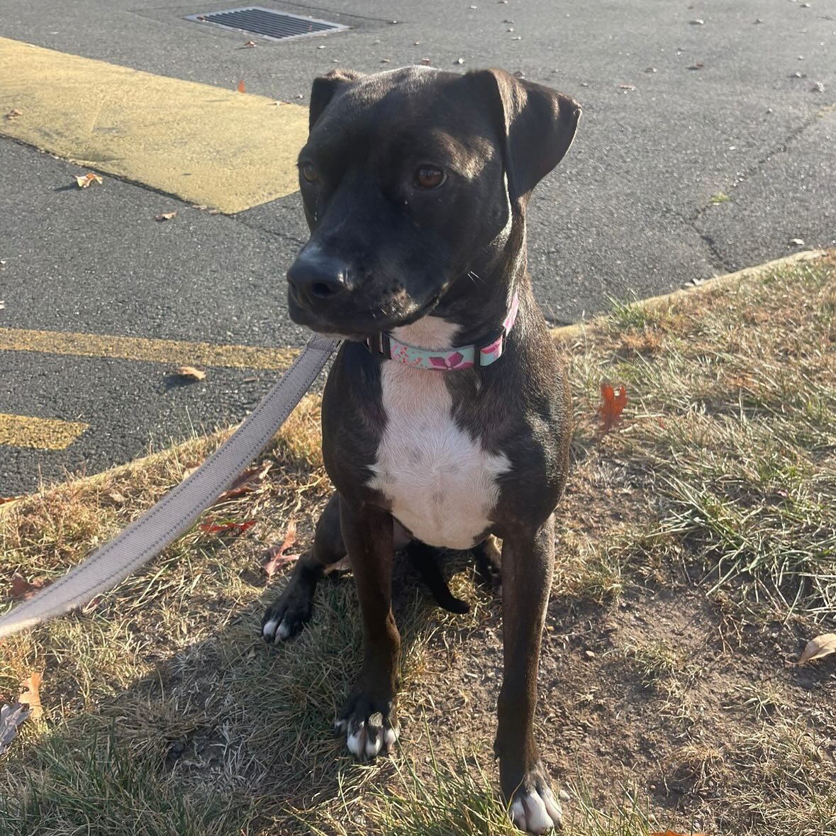 black and white dog on a leash