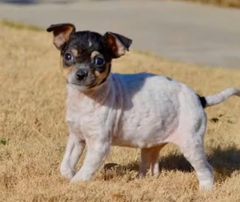 black and white puppy