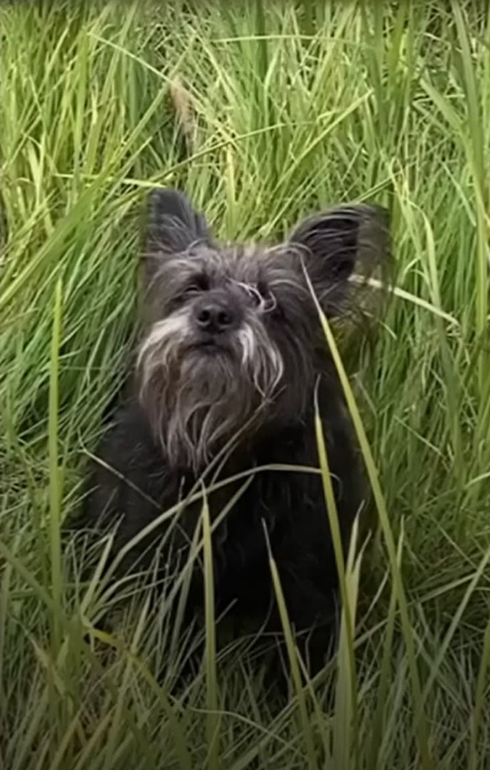 black dog in grass