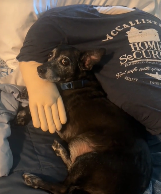 black dog on a pillow