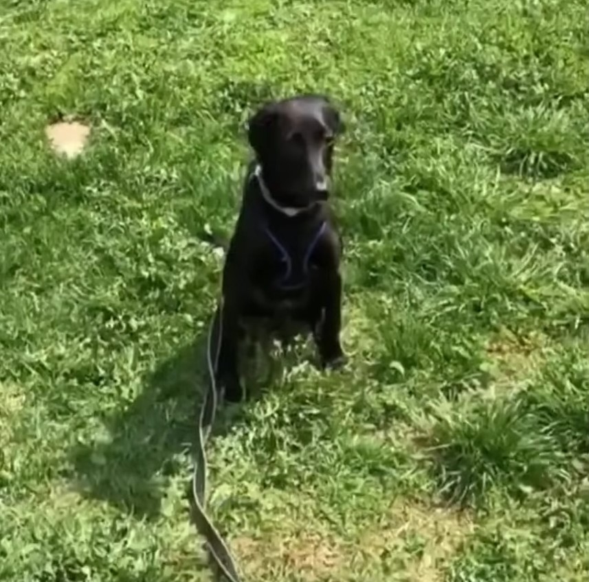 black dog sitting on green grass