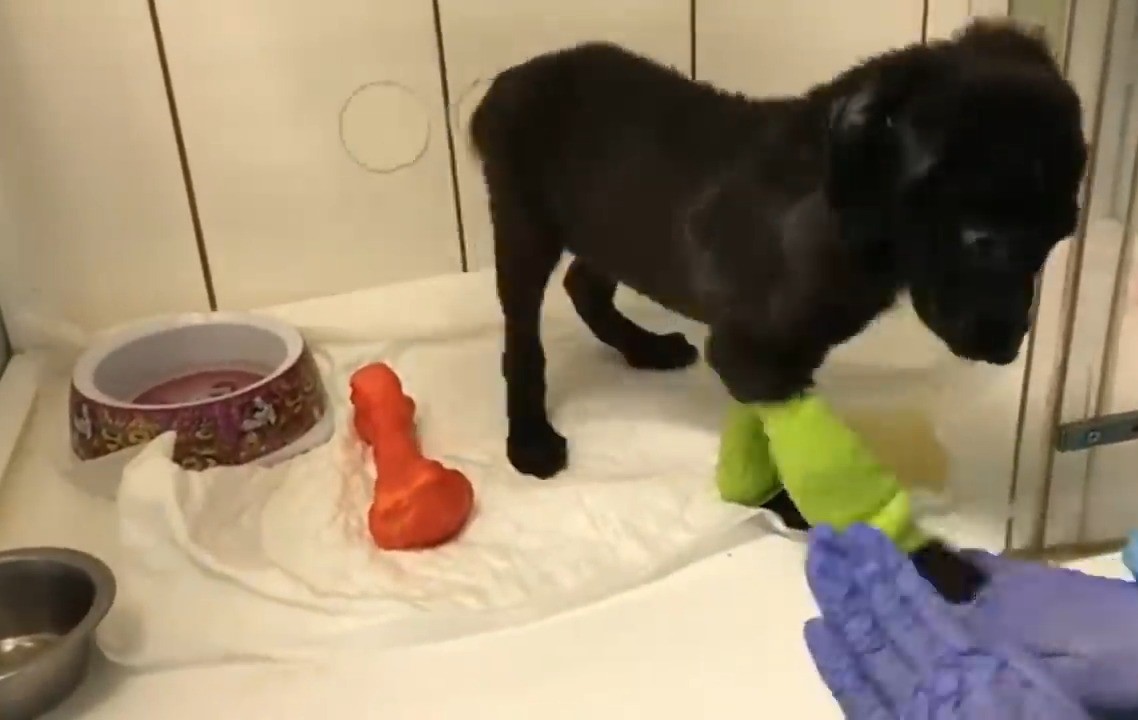 black dog with injured legs