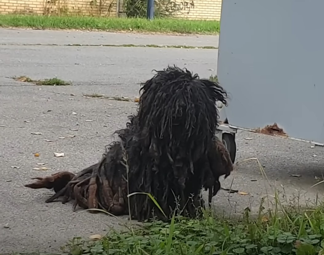 black dog with long fur