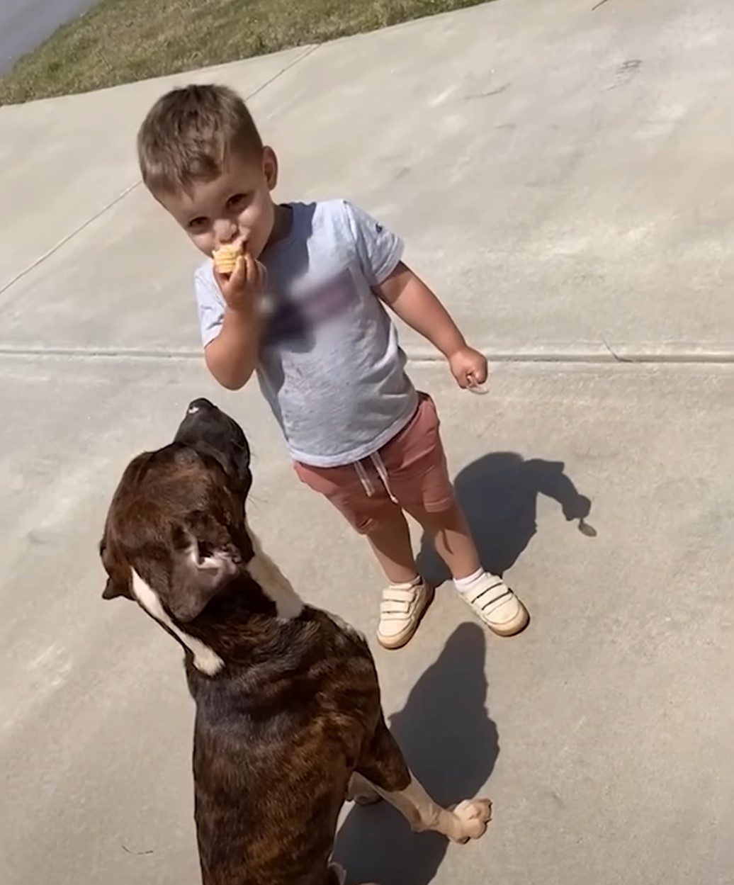 brown dog and sweet kid