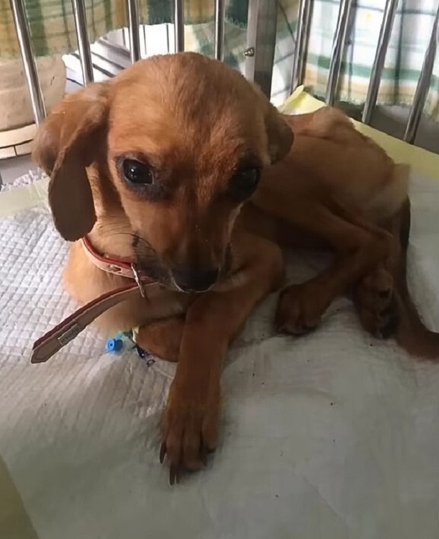 brown dog in a crate