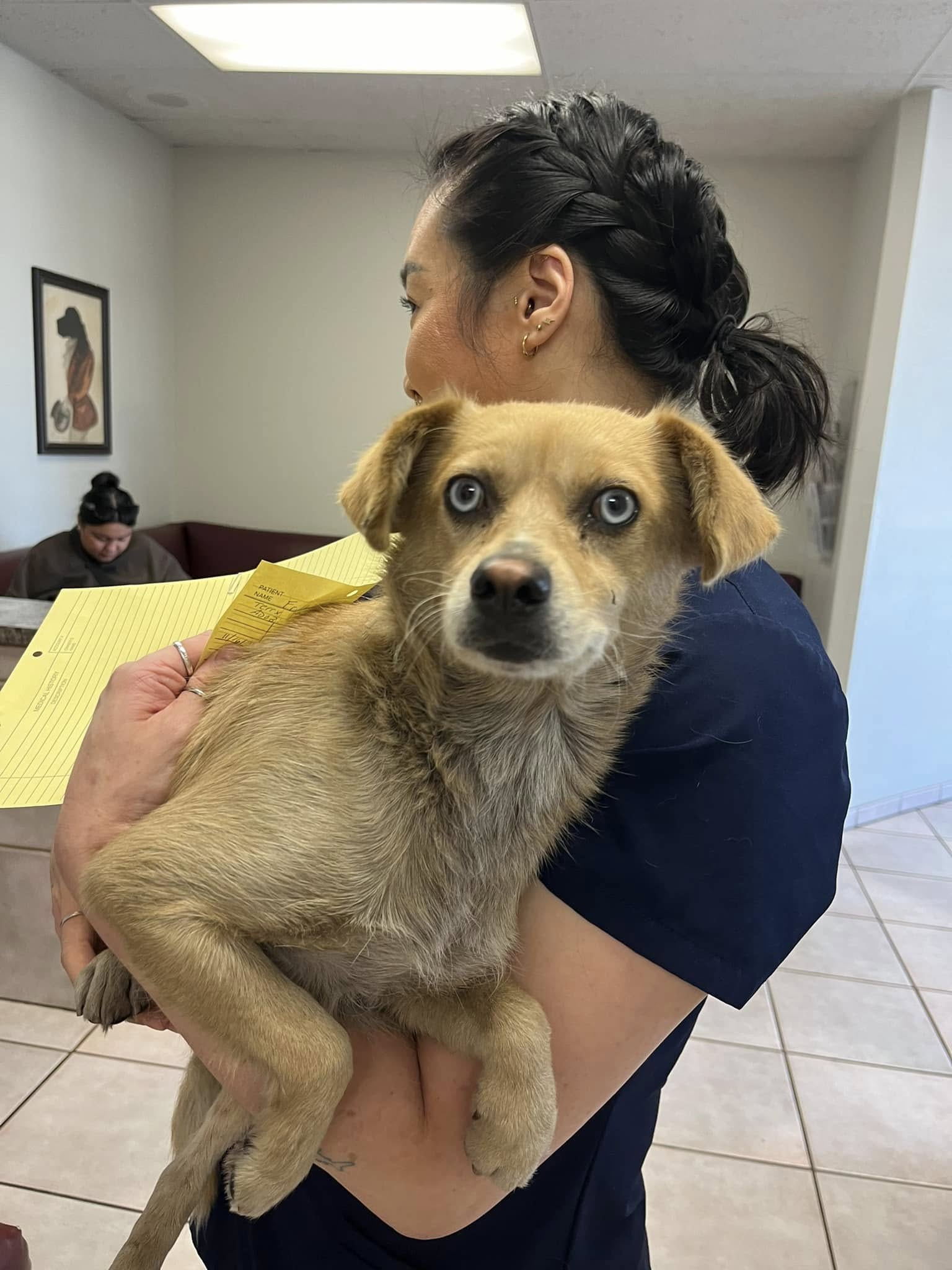 brown dog in a woman's arms