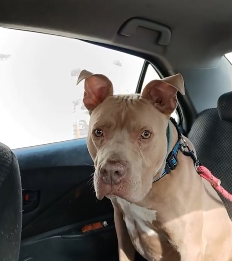 brown dog in the car