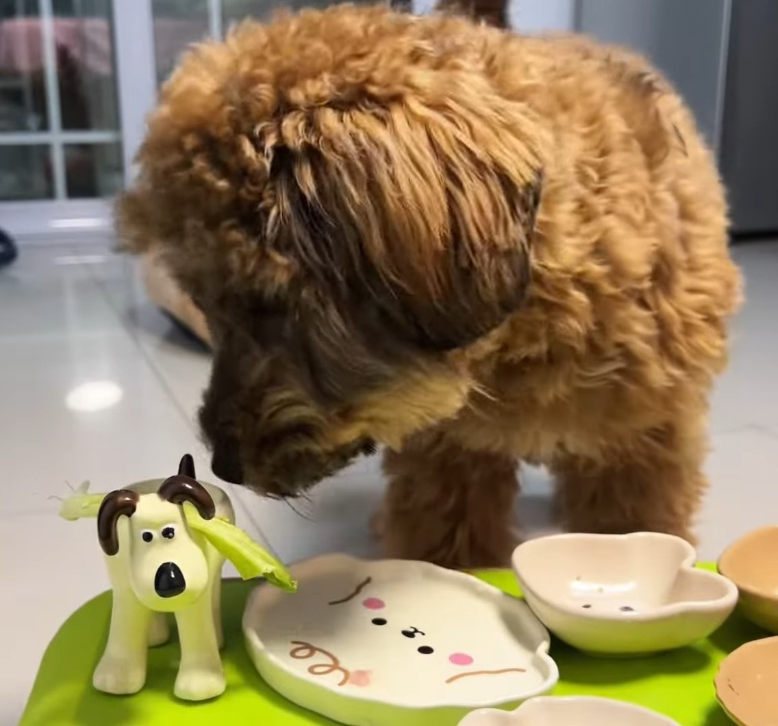 brown dog looking at toys