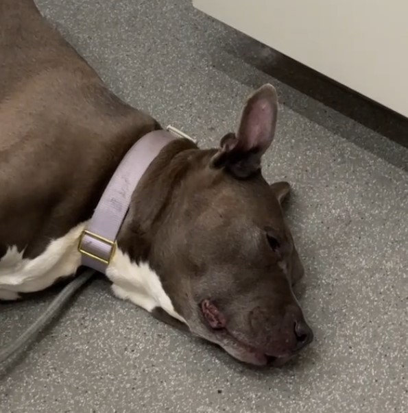 brown dog lying on the floor