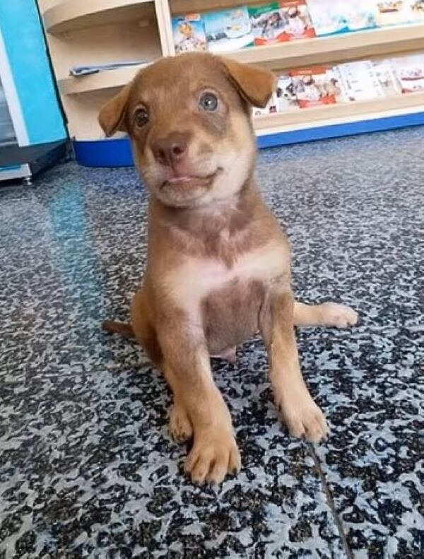 brown puppy with big eyes