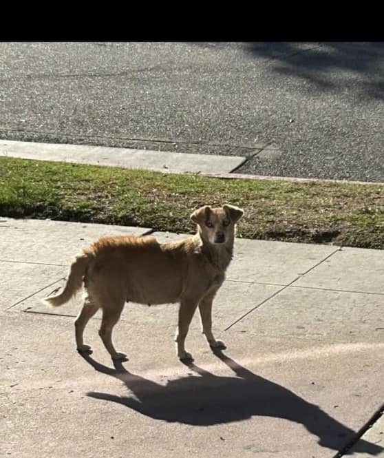 brown stray dog ​​on the street