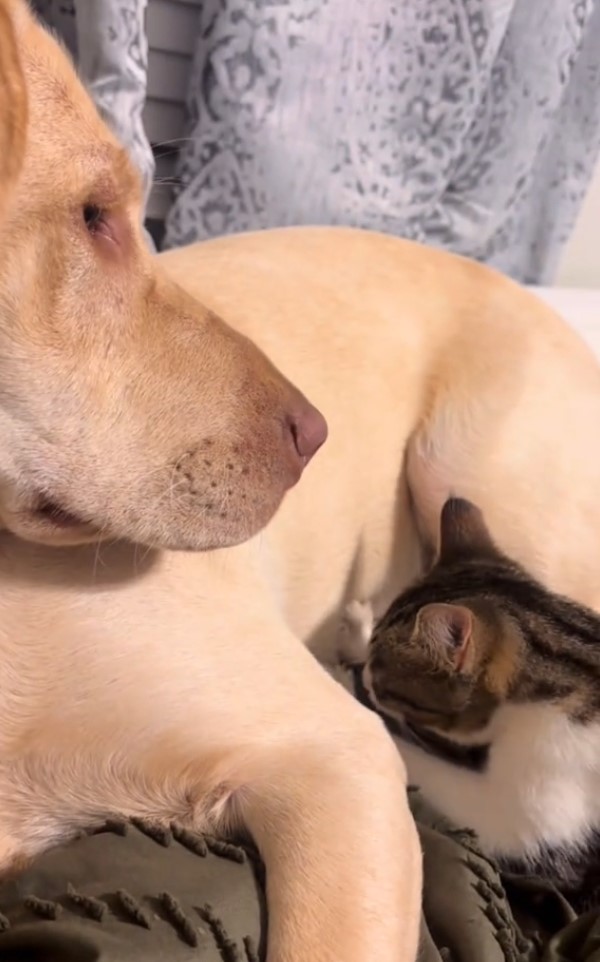 cat and a dog