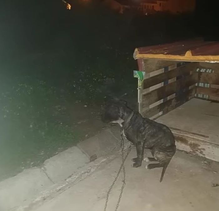 chained dog in the night