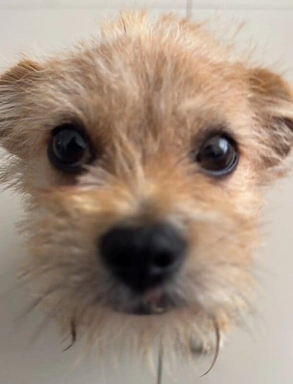 close-up photo of a dog