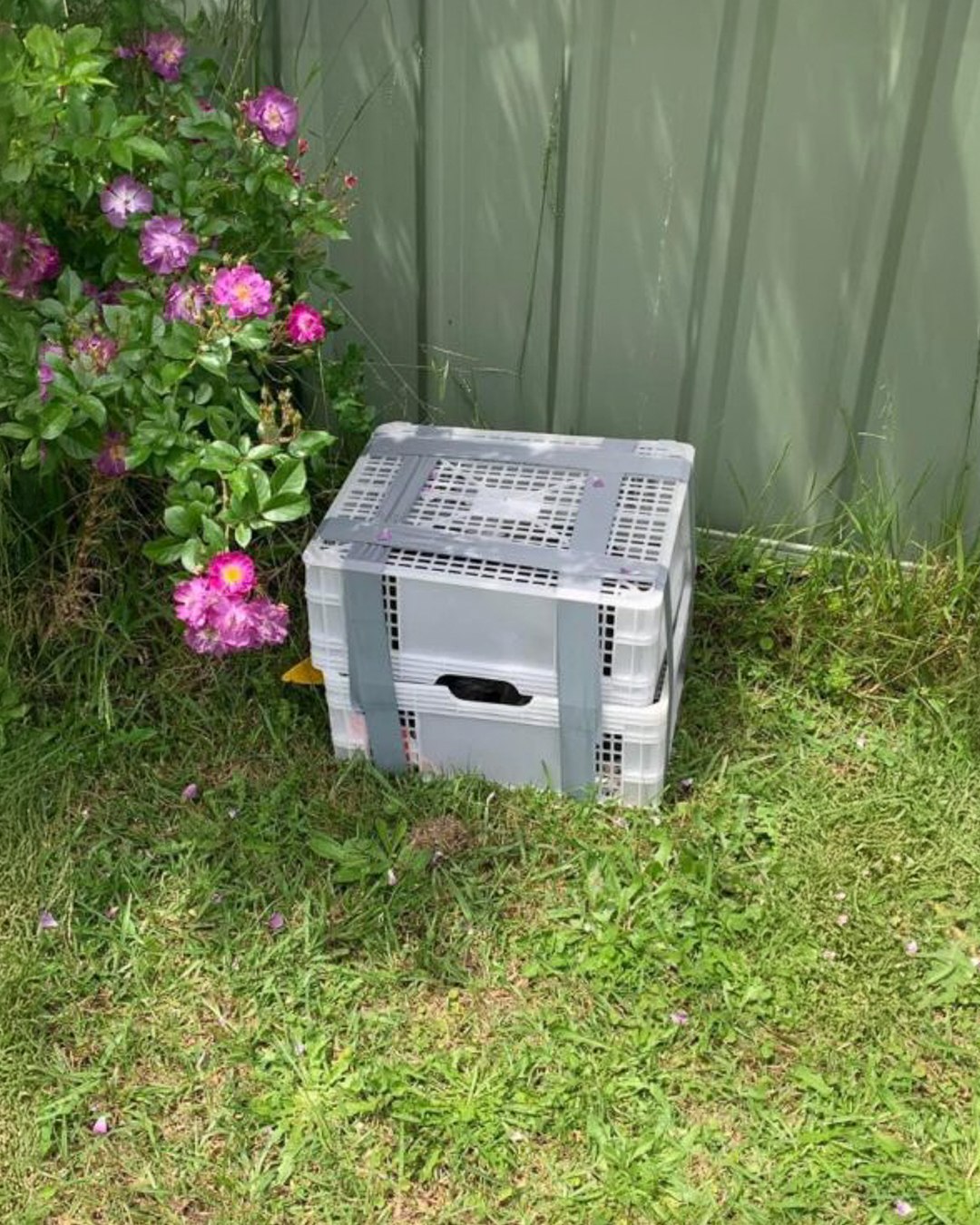 crate in a garden