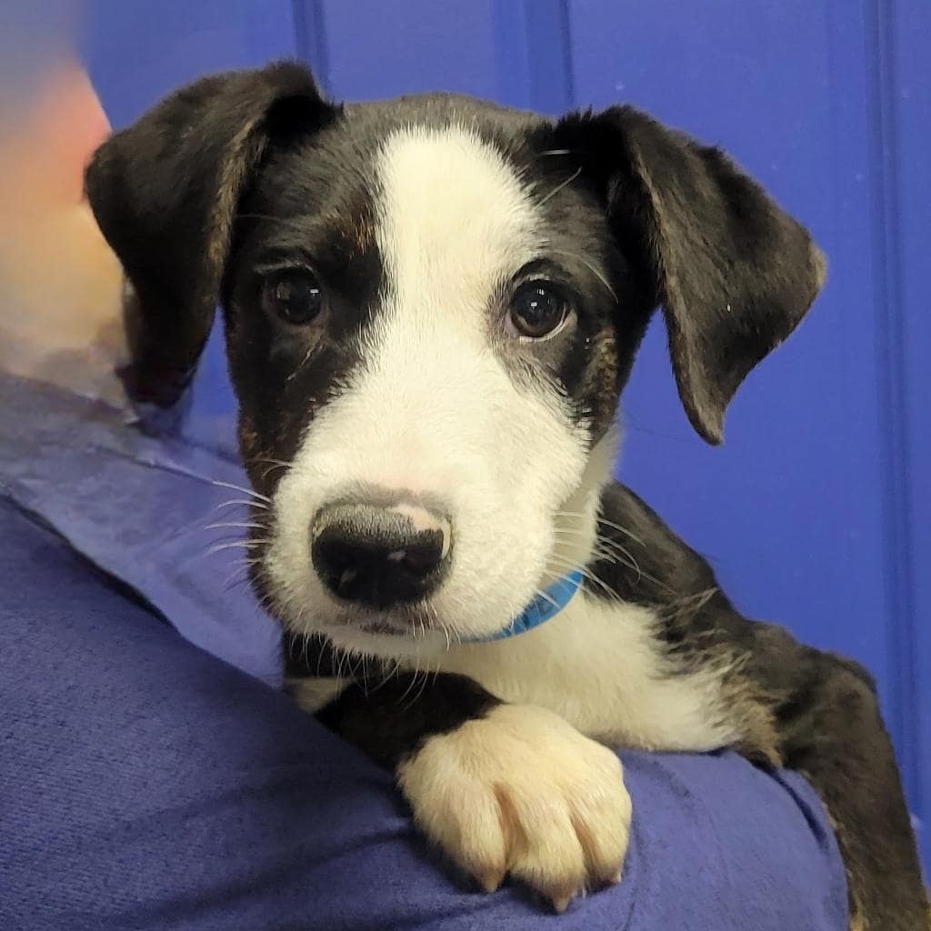 cute black and white dog