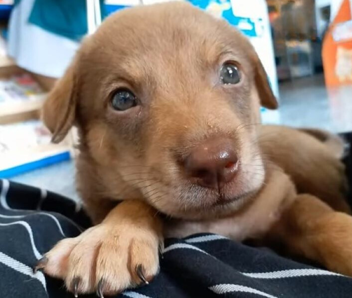 cute brown puppy