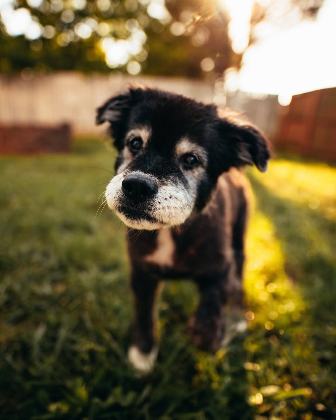 cute dog on the grass