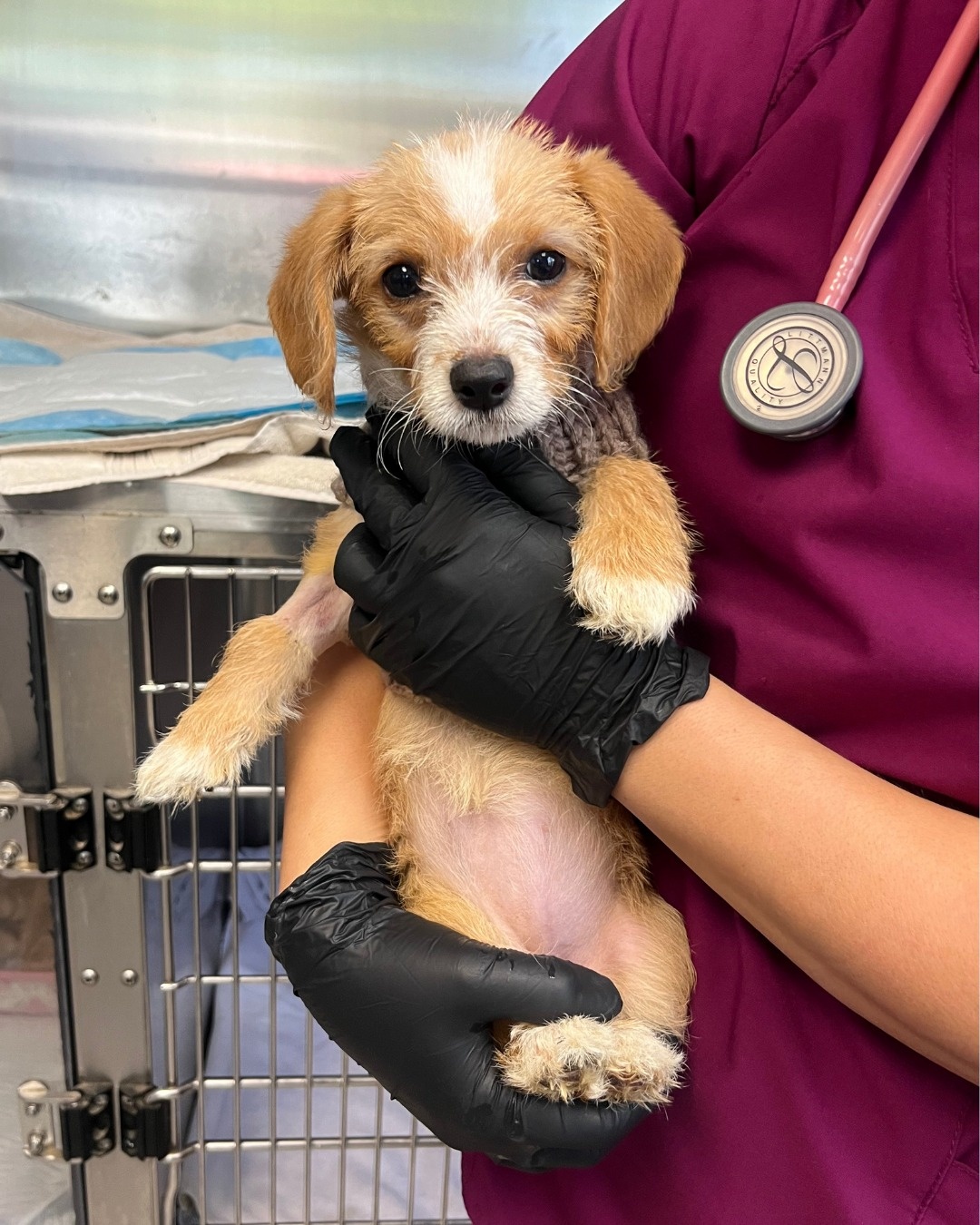 cute puppy in womans hands