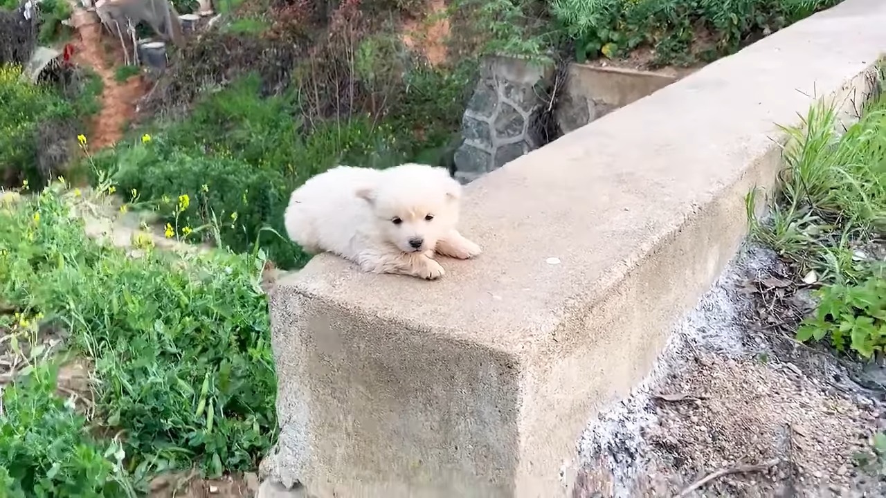 cute puppy on wall outdoor