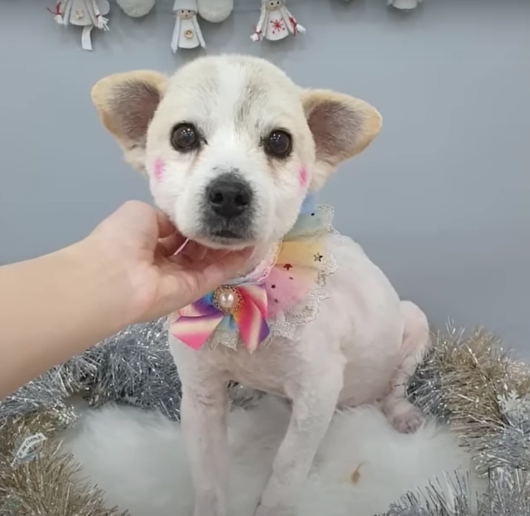 cute puppy with a bow around his neck