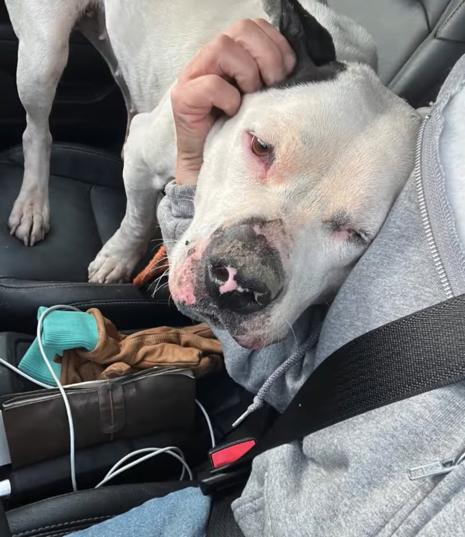 cute white dog in car