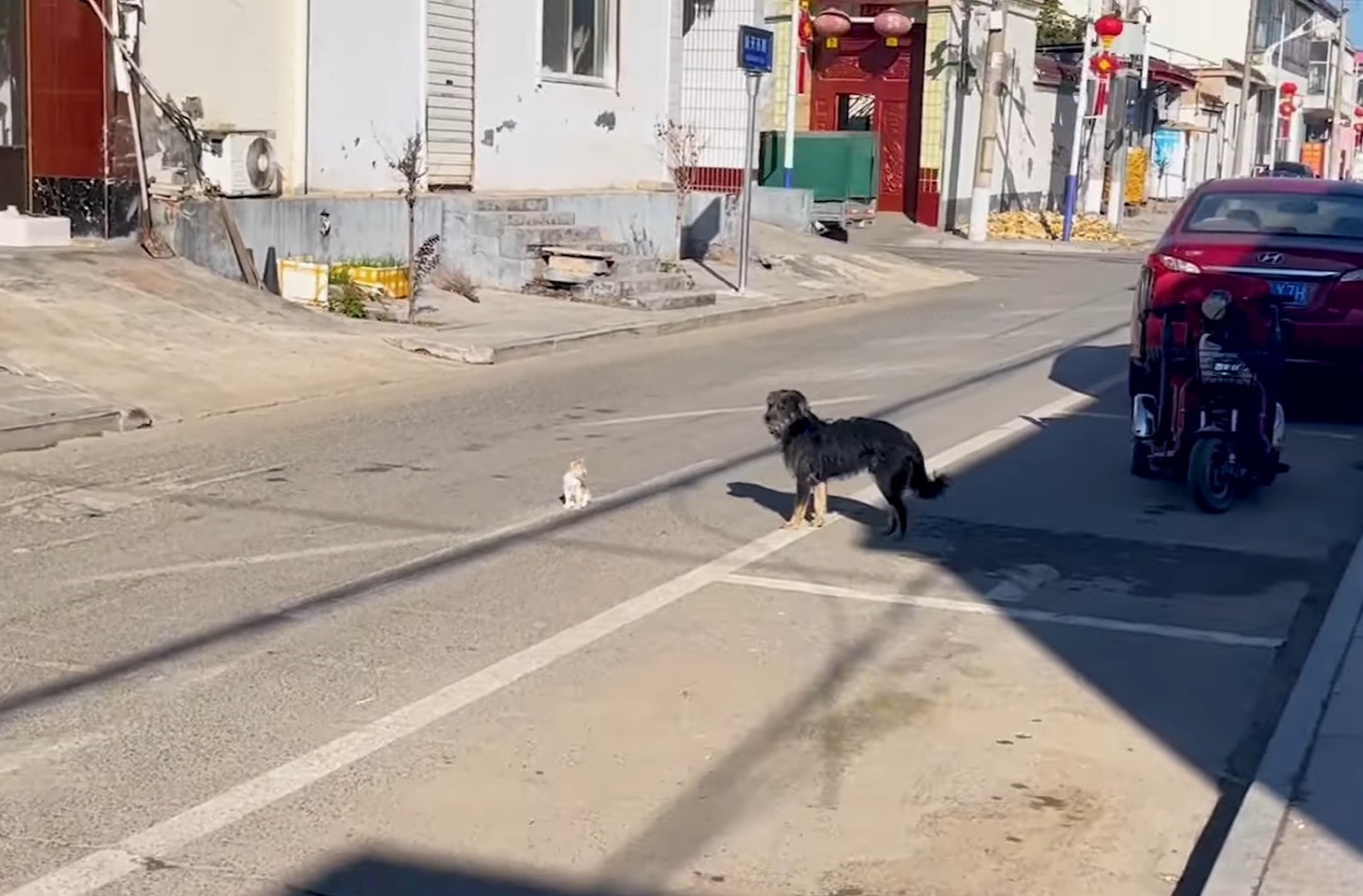 dog and kitten on a street