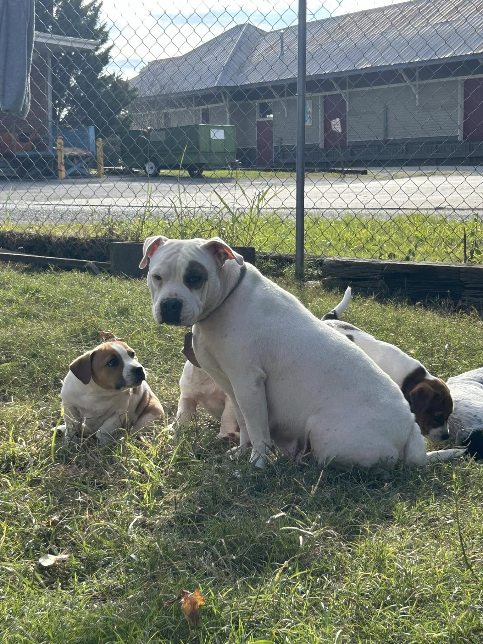 dog and puppies on grass