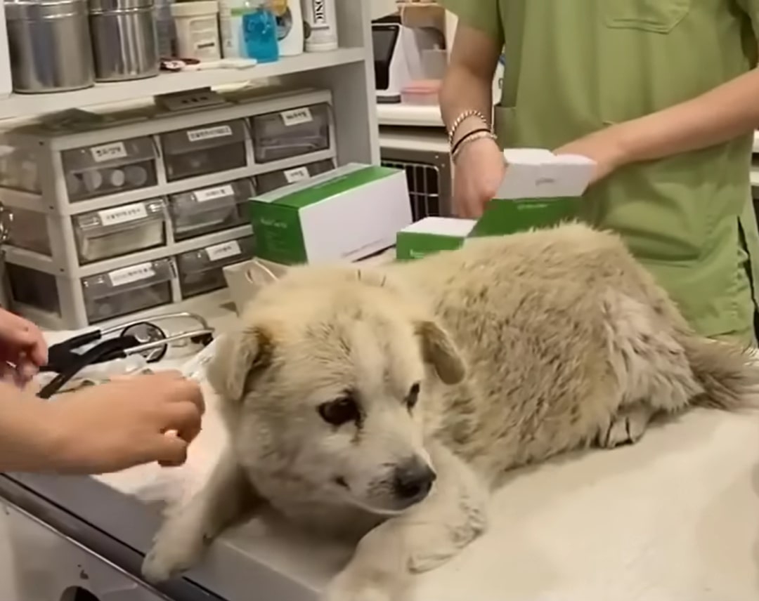 dog being examined by a veterinarian