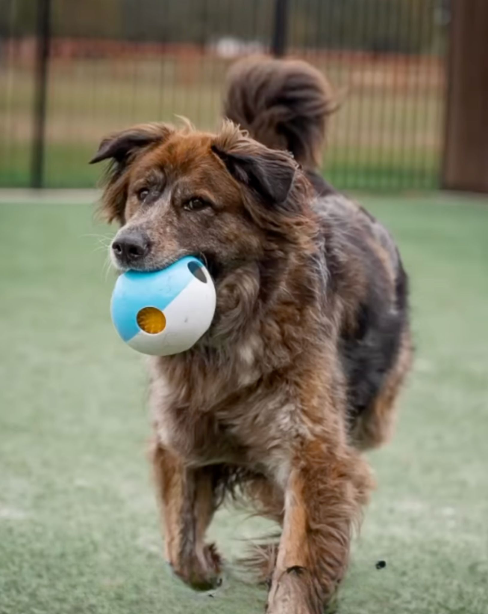 dog carryng a ball