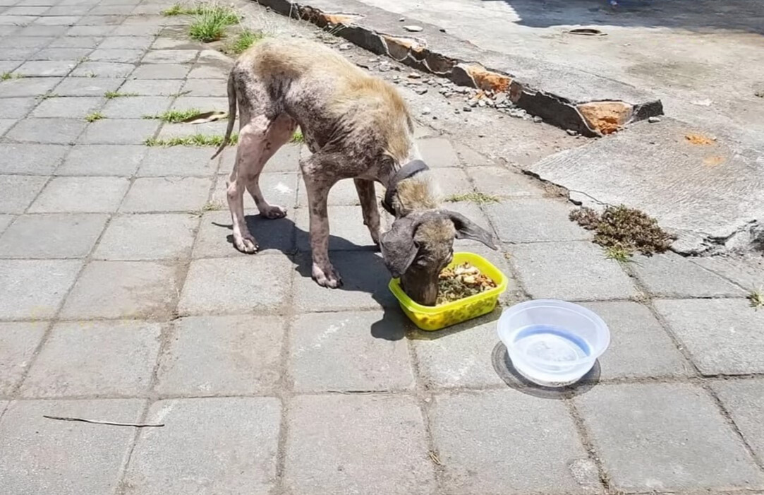 dog eating on the street