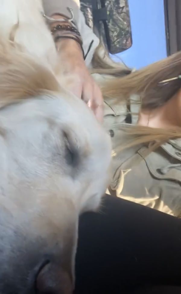 dog fell asleep at girl's leg