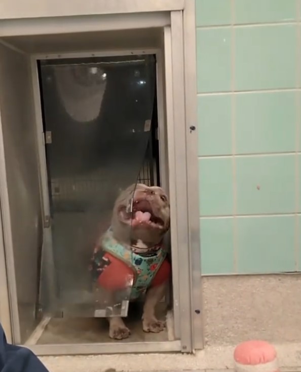 dog fighting doggy door