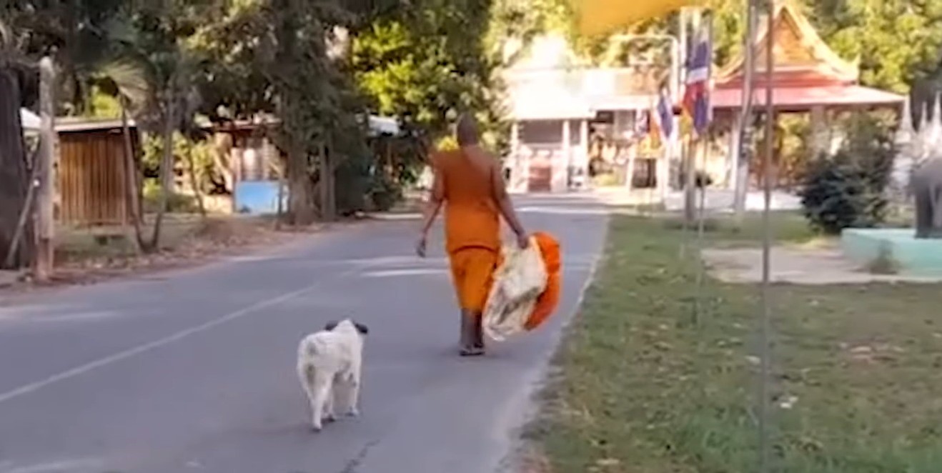 dog follows woman on street