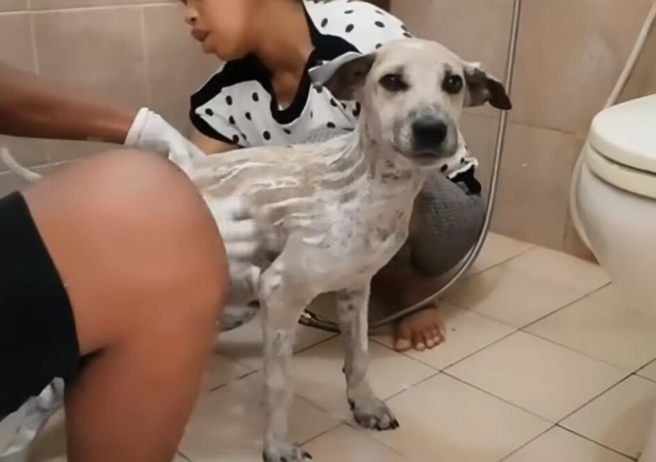 dog getting a bath