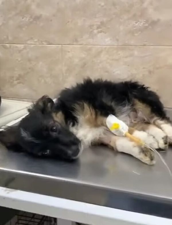 dog getting an iv